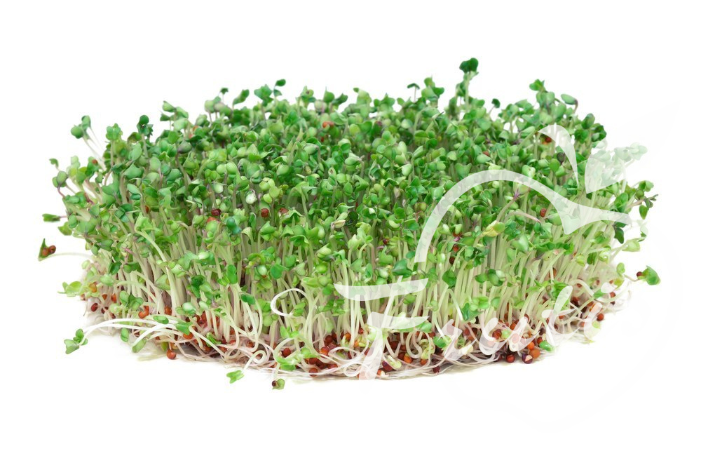 Kiełki Brokuła (250g) Kiełki Brokuła (250g)