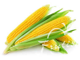 Kukurydza Kolba Świeża PROMOCJA