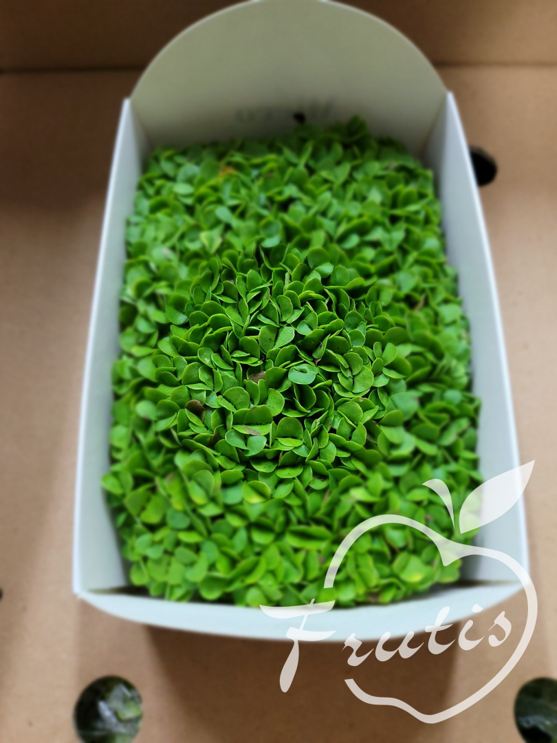 Micro Bazylia Micro Bazylia