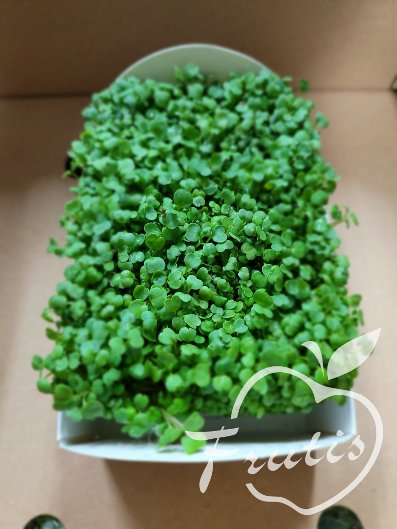 Micro Rucola Micro Rucola