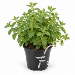 Oregano Doniczka