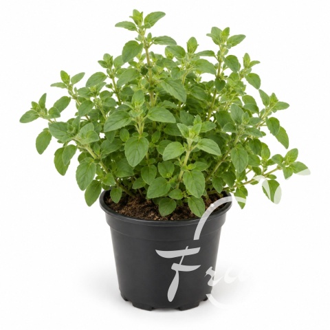 Oregano Doniczka