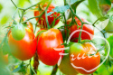 Pomidory gruntowe na przetwory