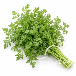 Trybula Cięta (100g)