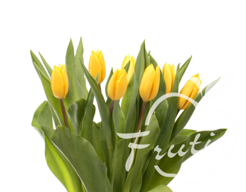 Tulipany Żółte (25szt.)